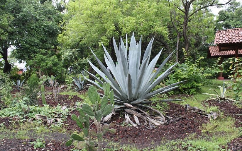 parque